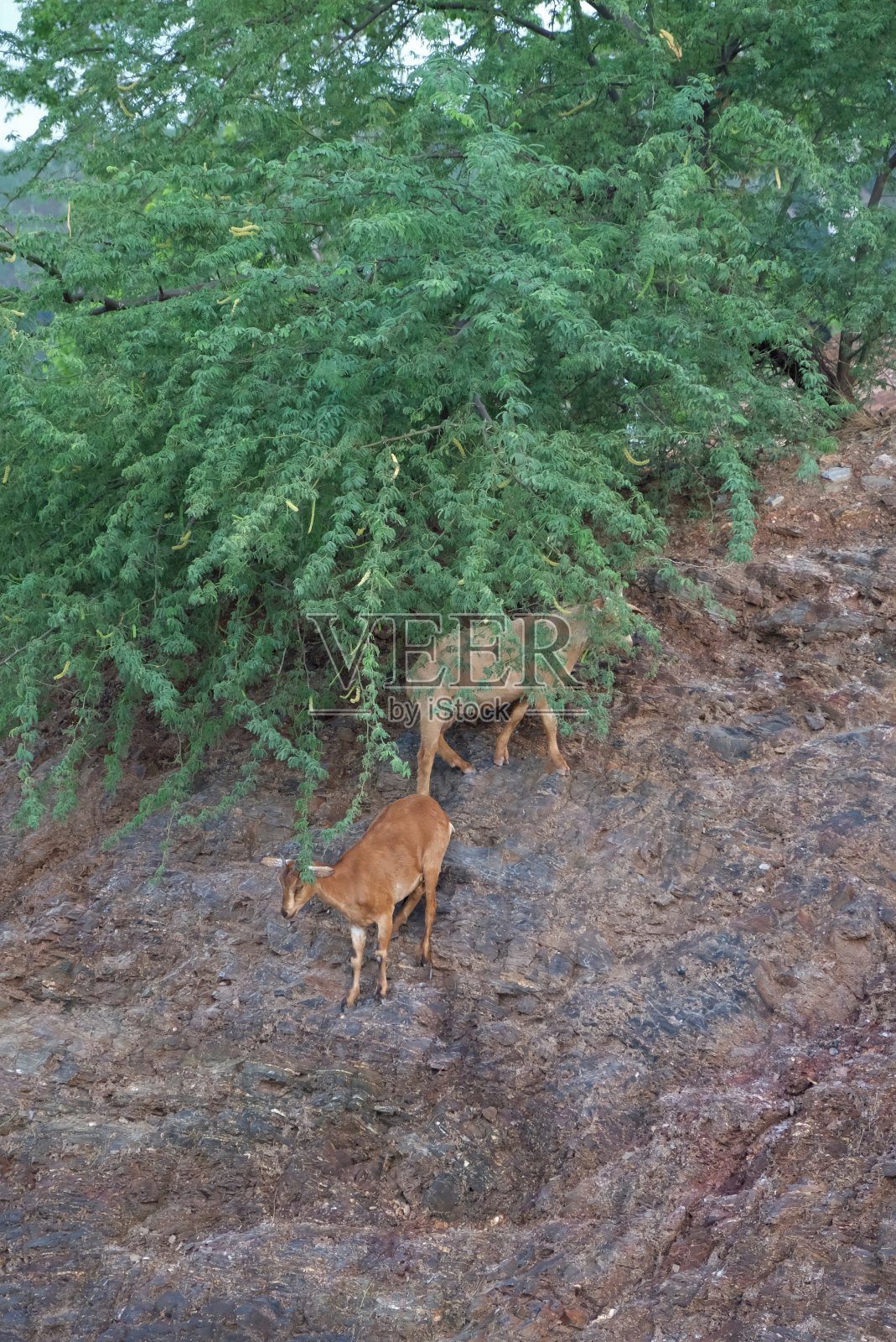 山羊站在悬崖边上。东帝汶家养山羊的肖像。照片摄影图片