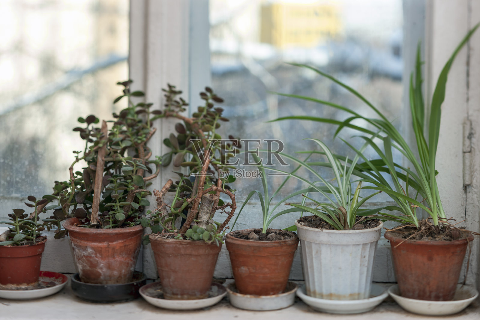 窗台上的花盆照片摄影图片