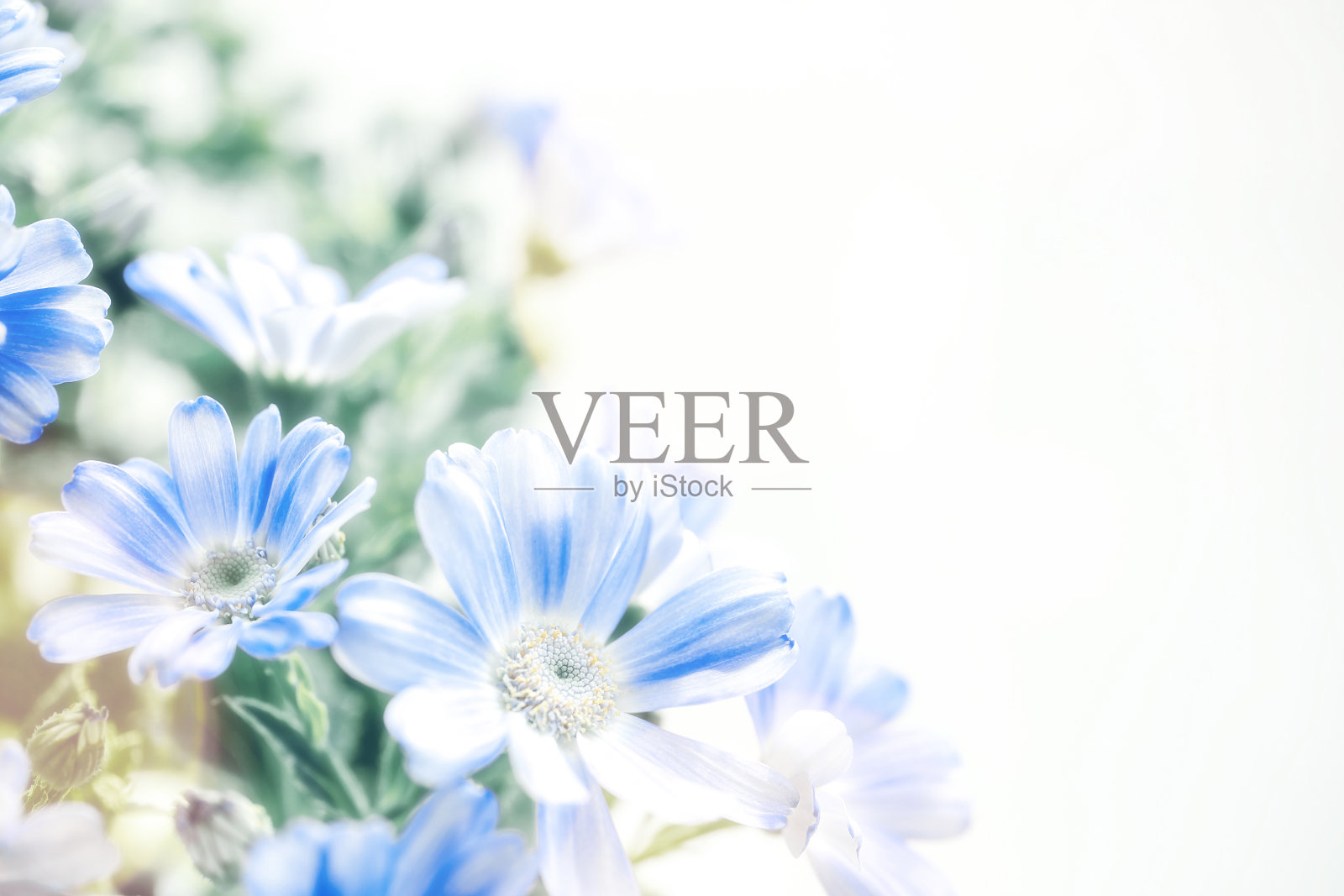 瓜叶菊。淡蓝色的花。照片摄影图片