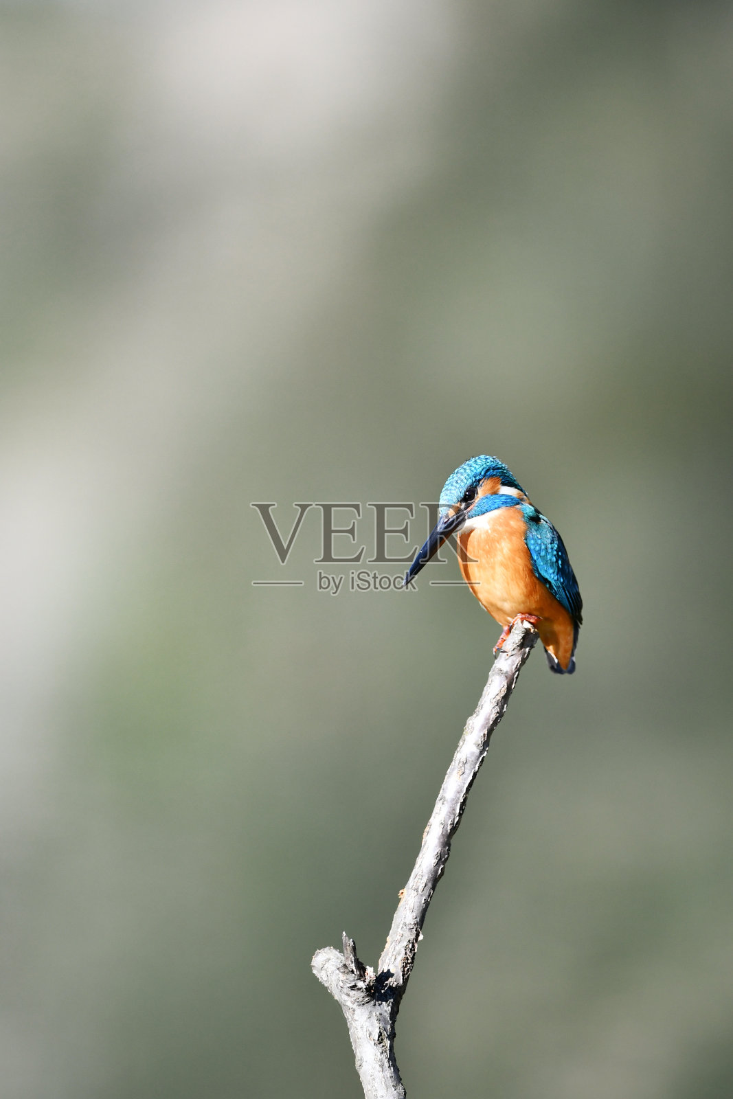 栖息在栖木上的翠鸟照片摄影图片