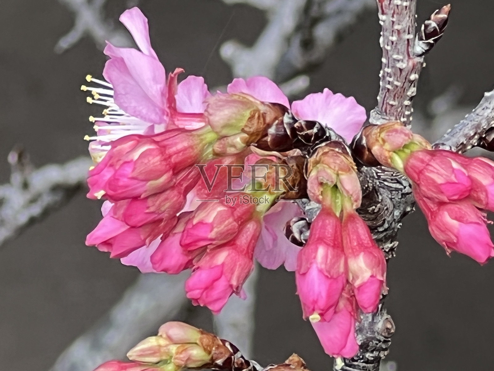 在冲绳县那霸市的一个公园里，鲜红的樱花盛开照片摄影图片