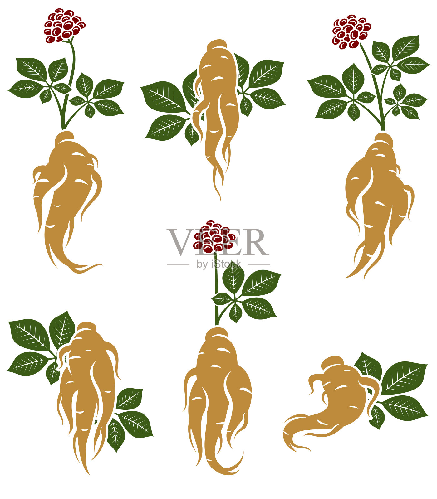 红参。收藏偶像红参。向量插画图片素材