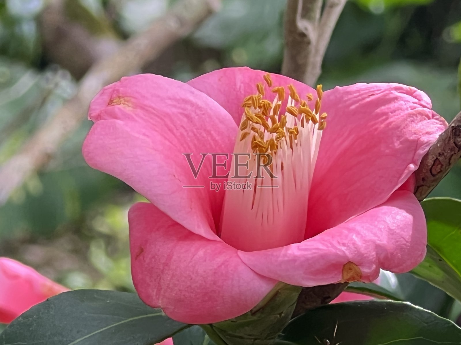 在冲绳县那霸市的一个公园里，山茶花盛开照片摄影图片