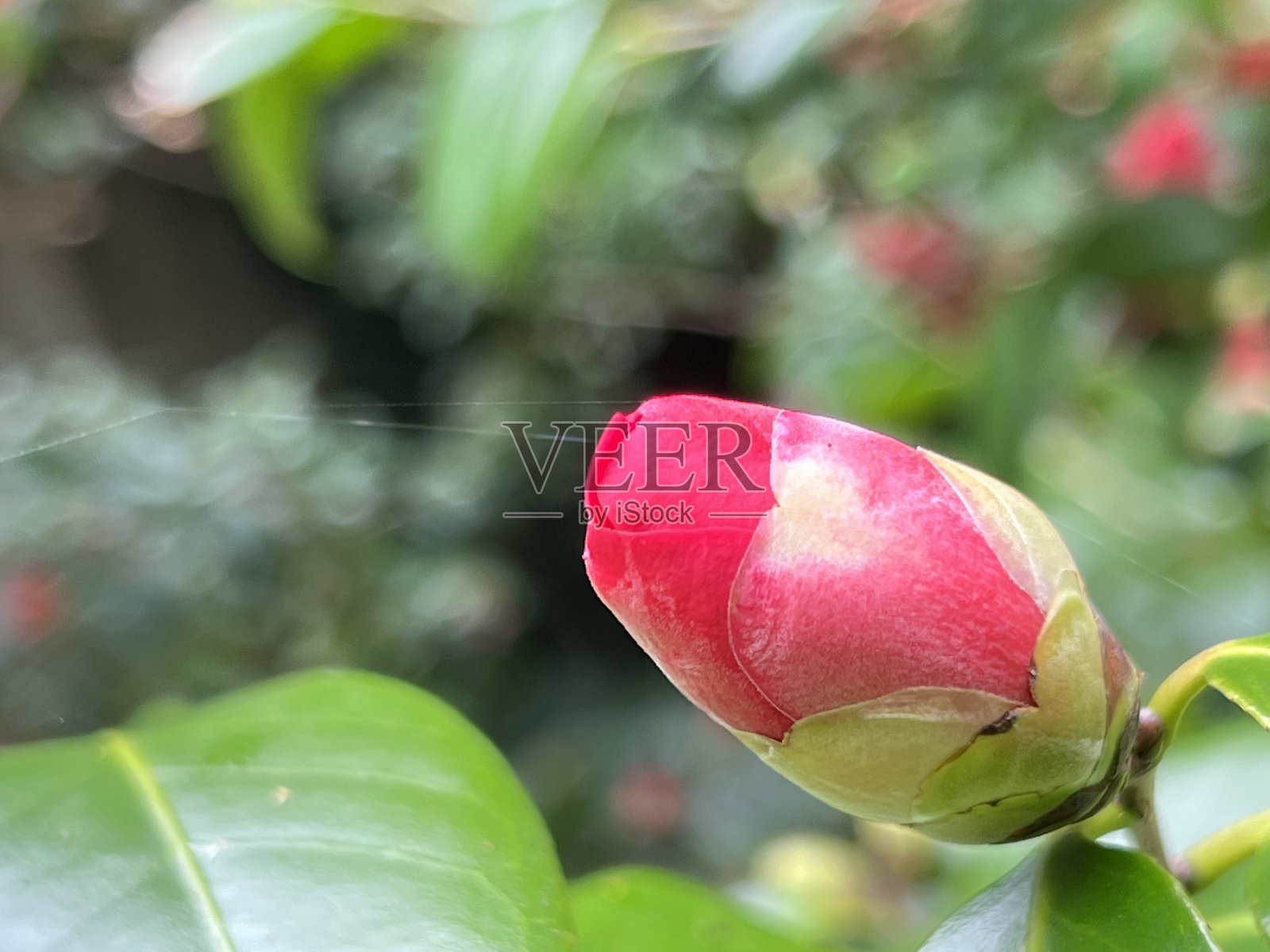 在冲绳县那霸市的一个公园里，山茶花盛开照片摄影图片