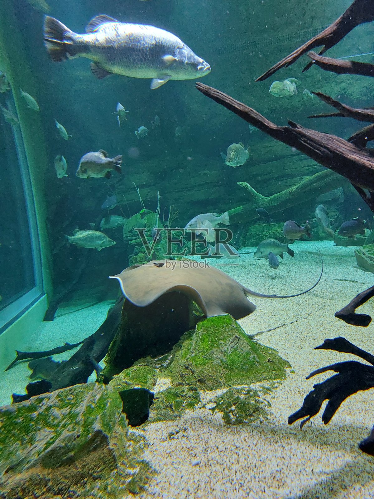 黄貂鱼照片摄影图片