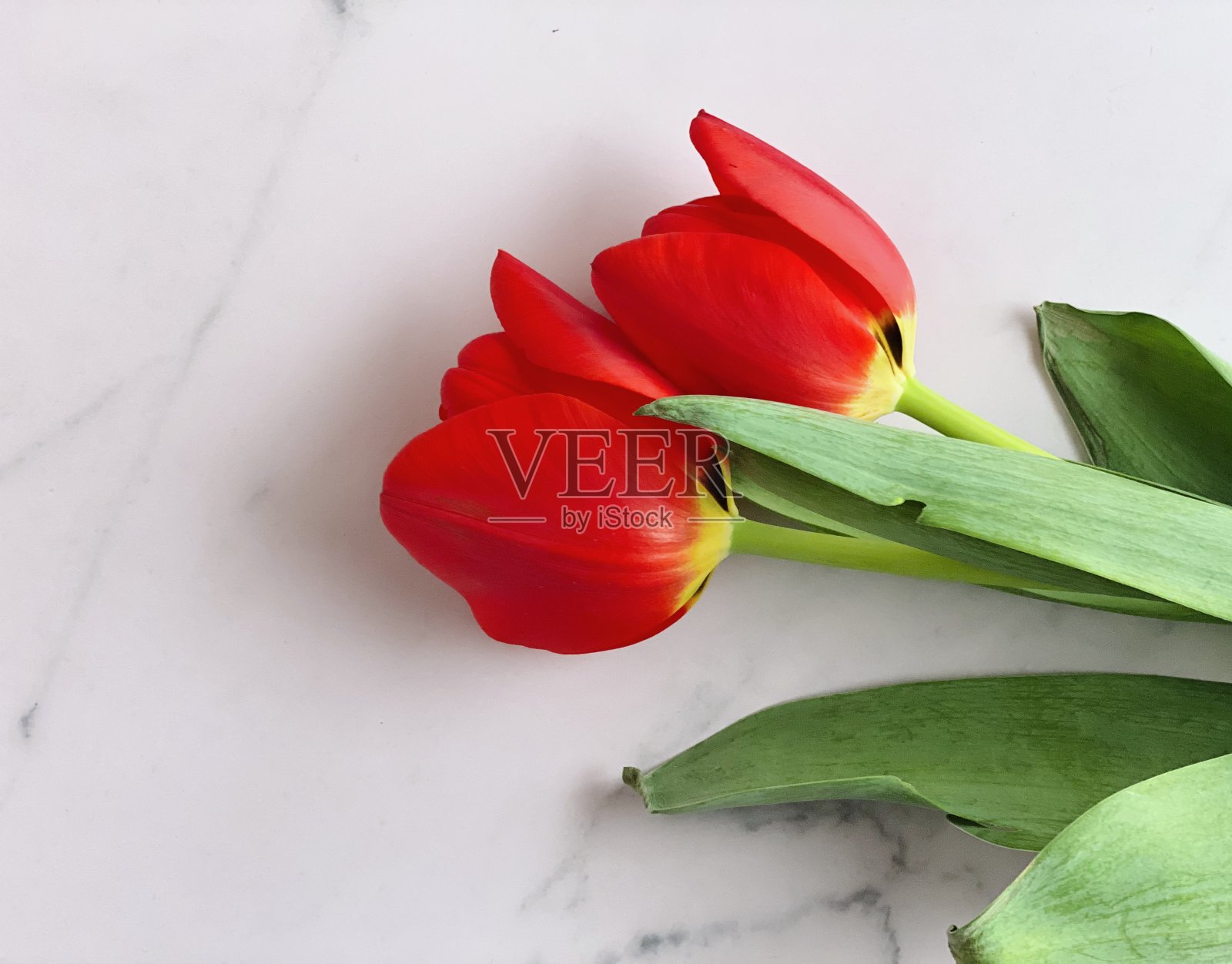 红色郁金香在陶瓷背景照片摄影图片