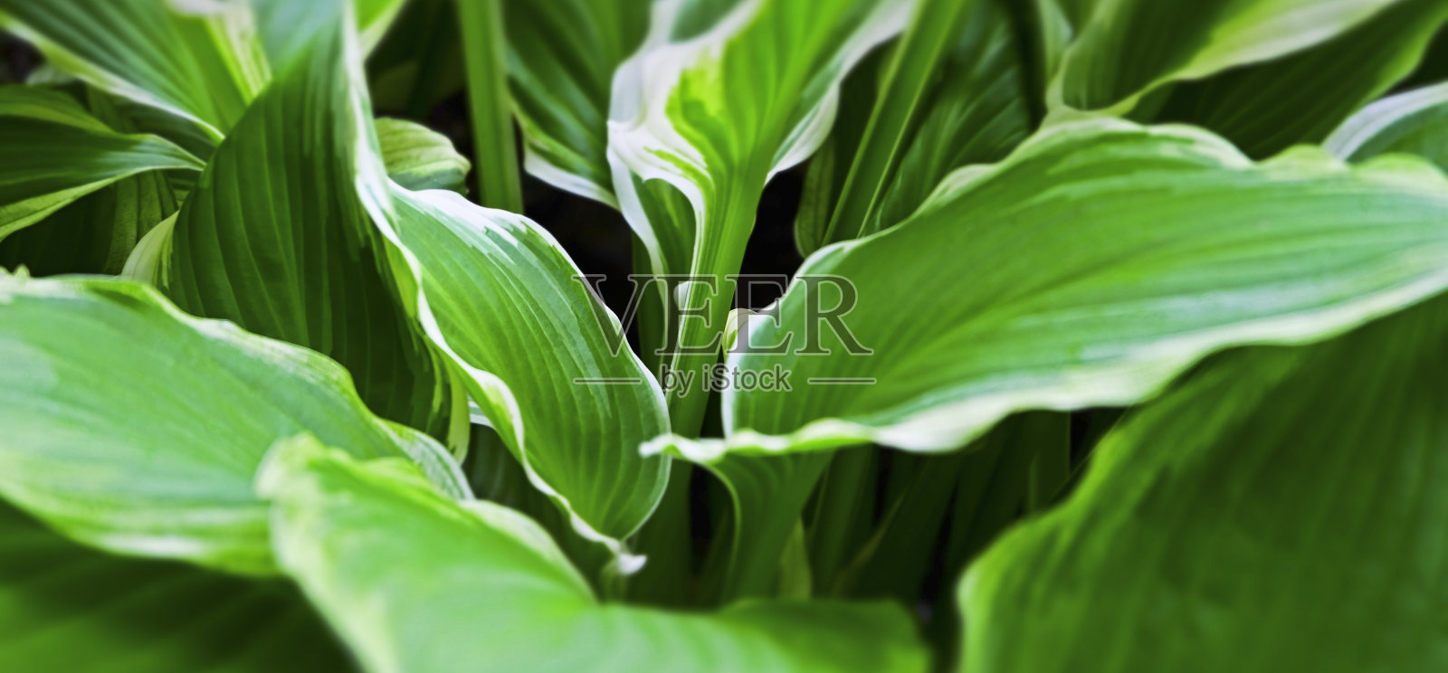 华丽的植被照片摄影图片