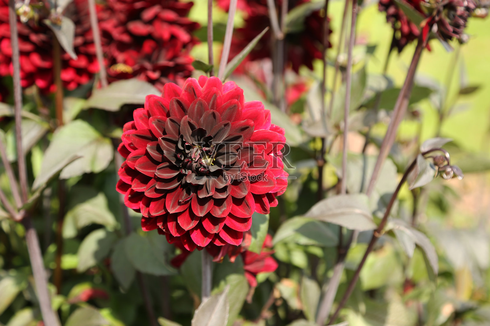 红色的大丽花照片摄影图片