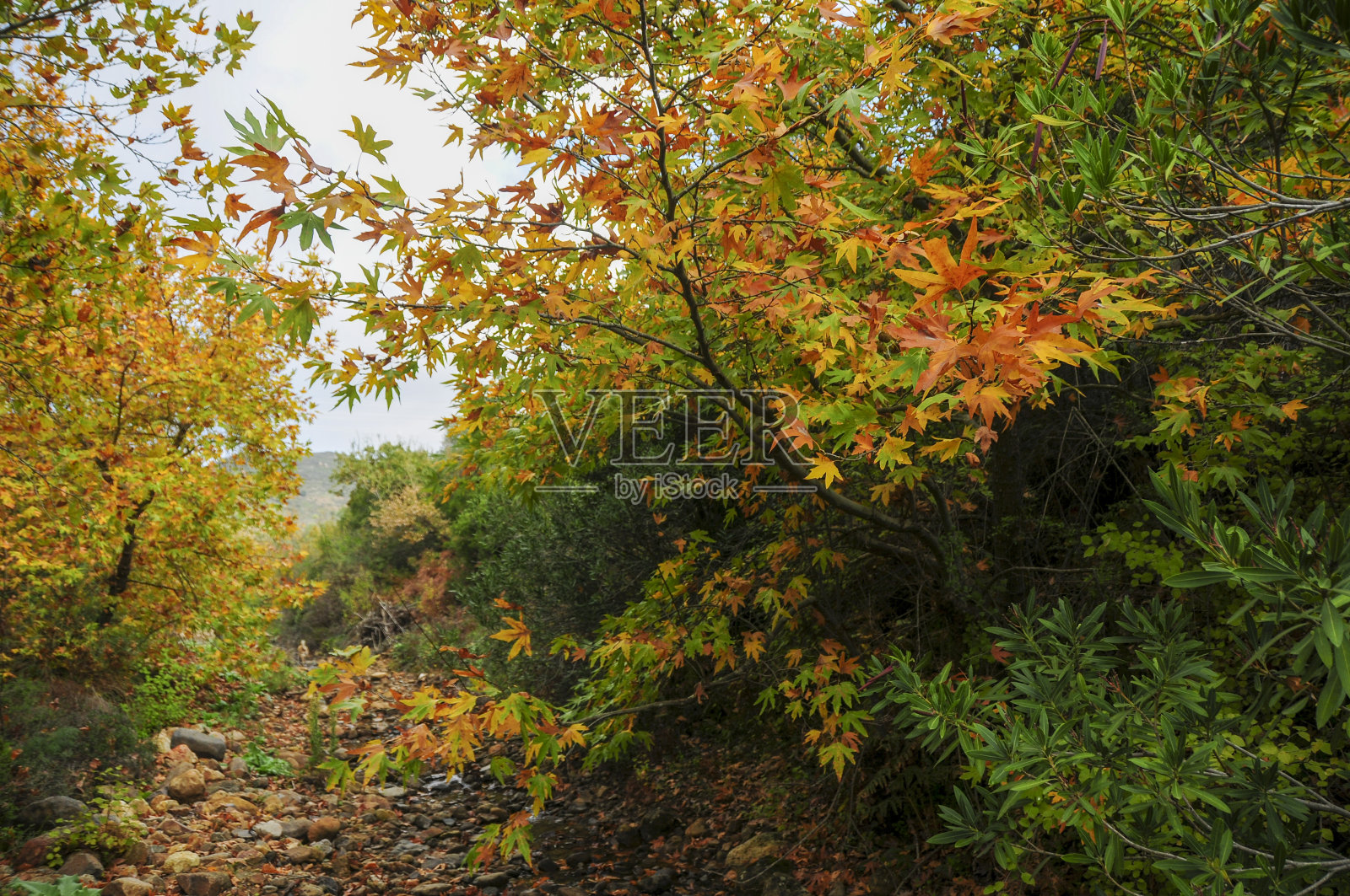 森林在秋天照片摄影图片
