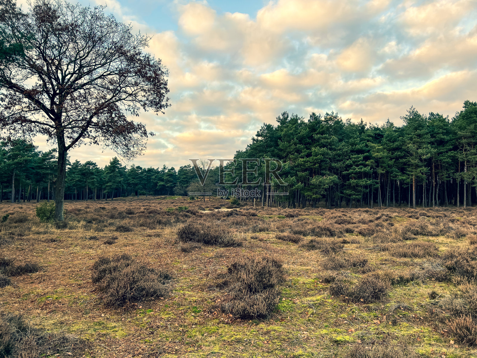 德国冬季寒冷天气下的石南荒原。照片摄影图片