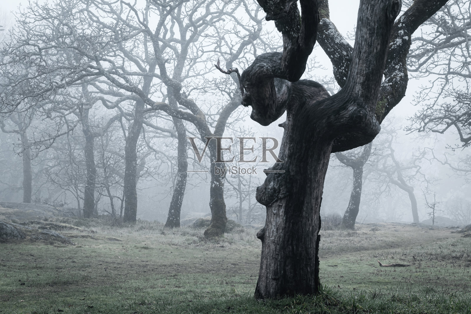 温哥华岛的森林照片摄影图片