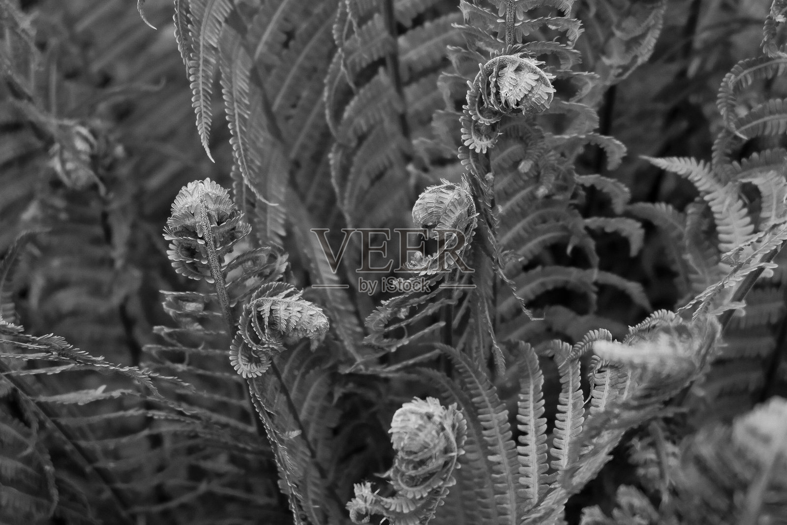 春天蕨类植物的特写照片摄影图片