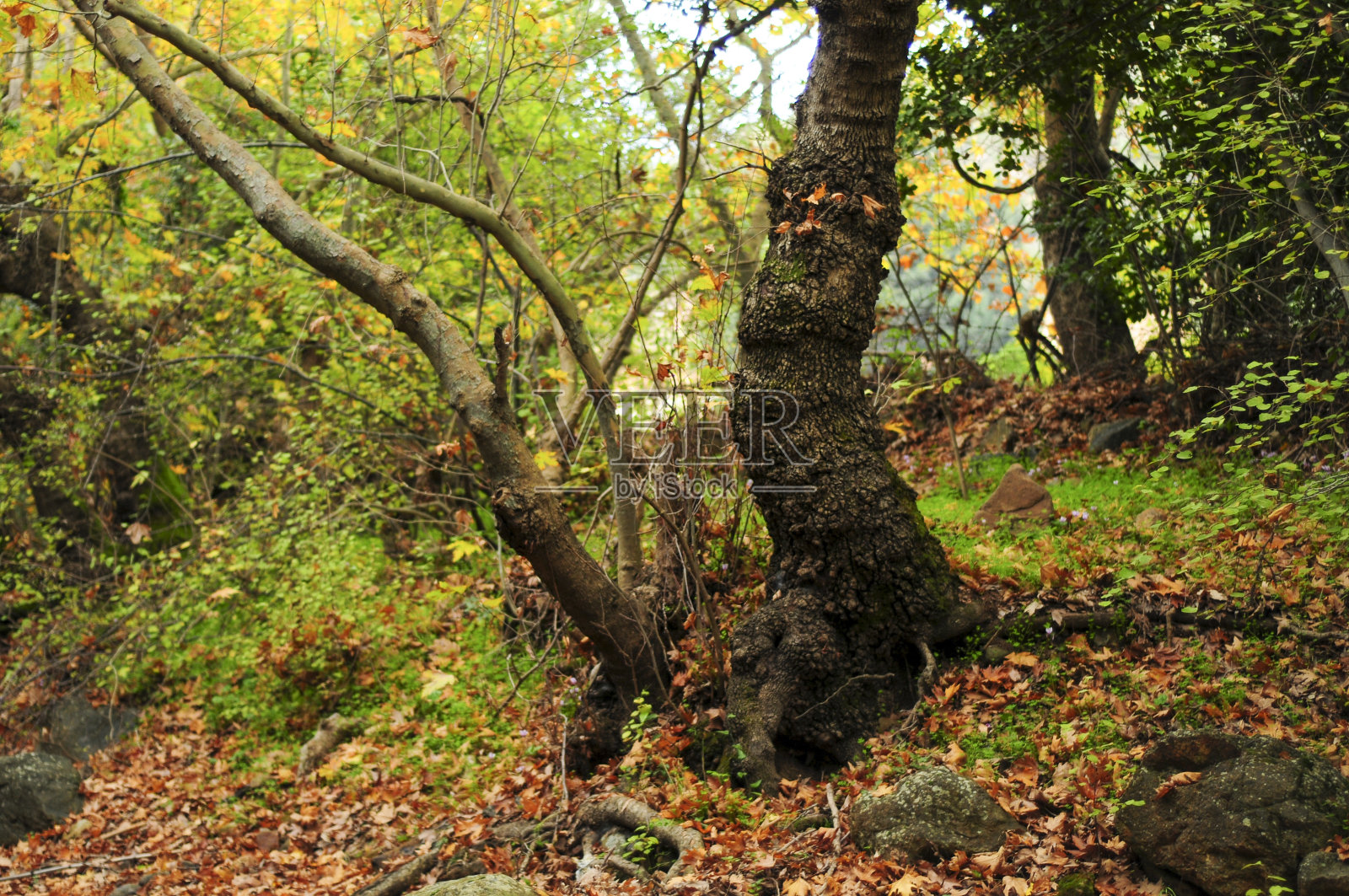 森林在秋天照片摄影图片