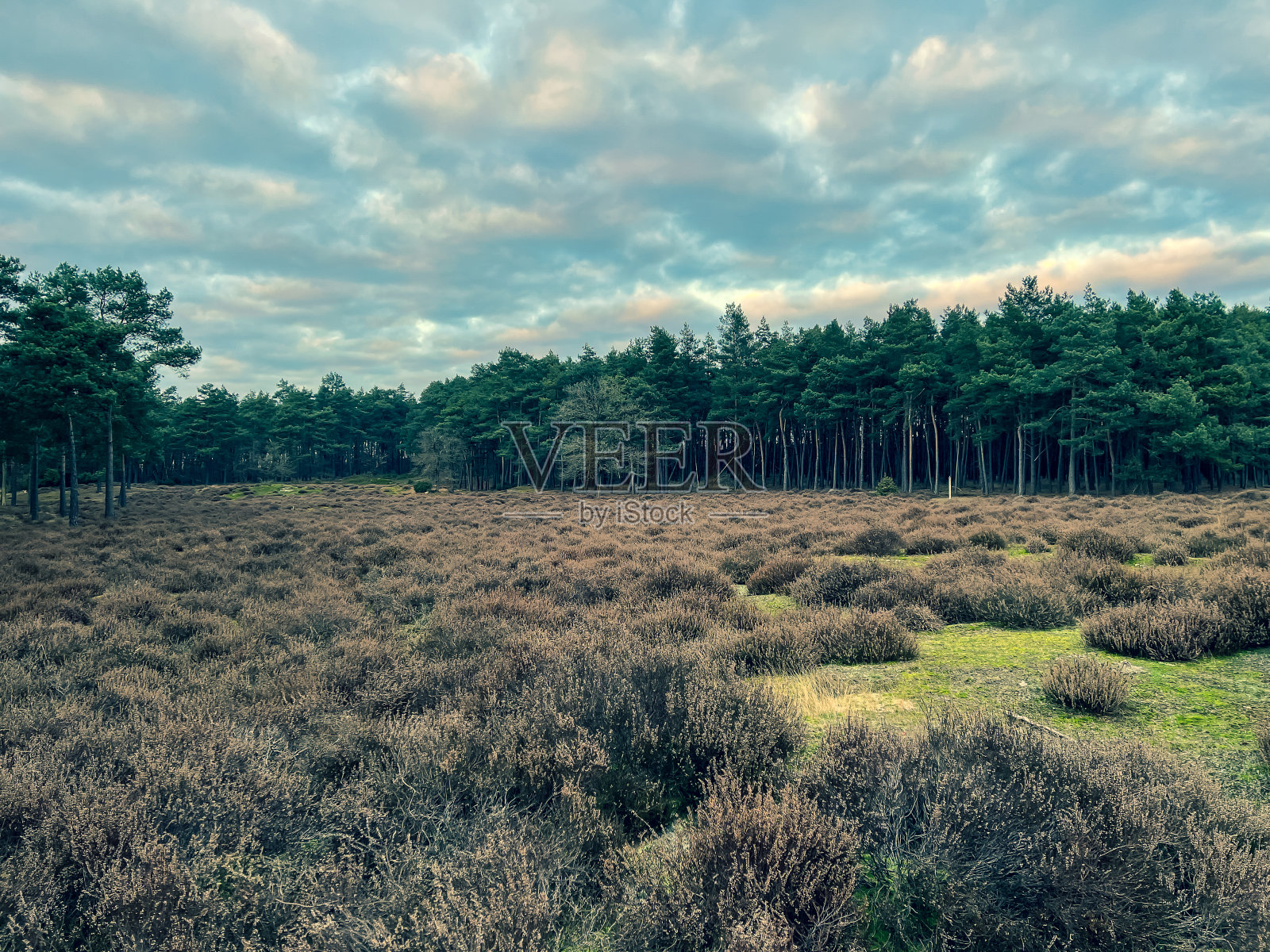 德国冬季寒冷天气下的石南荒原。照片摄影图片