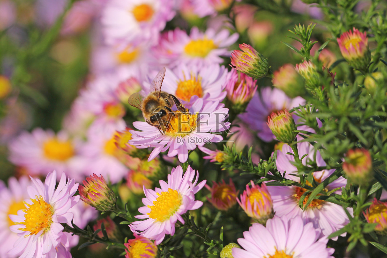 带蜂紫菀花(紫菀-angliae)照片摄影图片