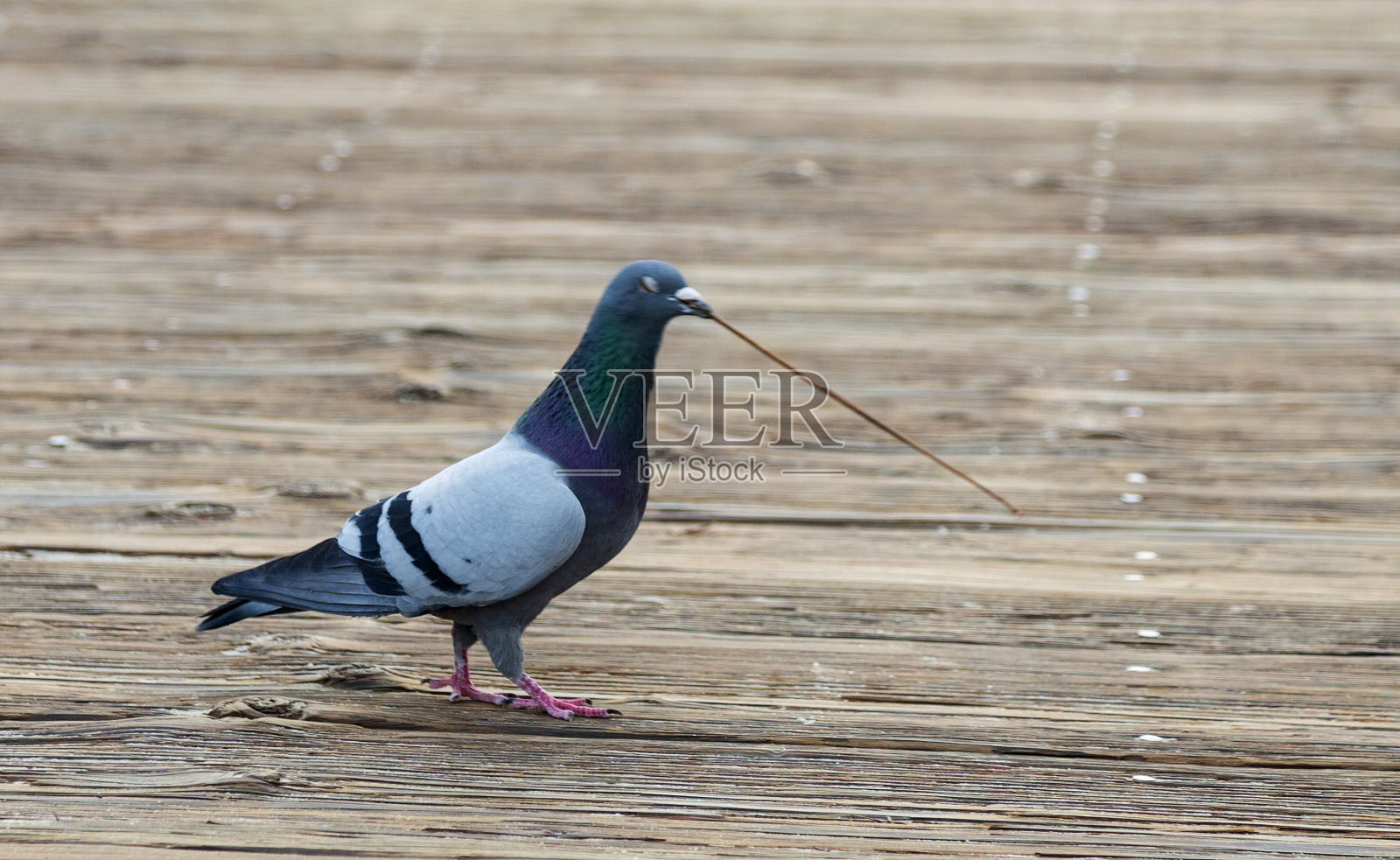 鸽子在医生照片摄影图片