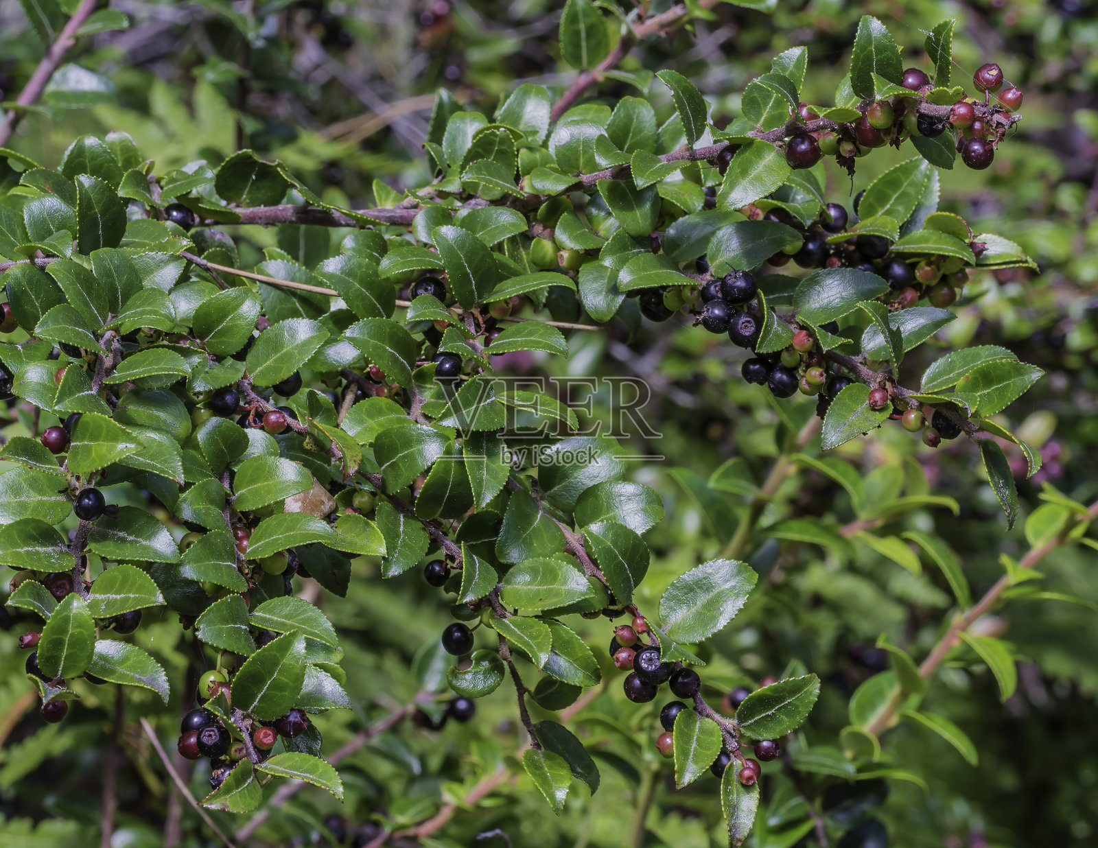 越桔是一种北美开花灌木，俗称常绿越橘、冬季越橘和加利福尼亚越橘。照片摄影图片