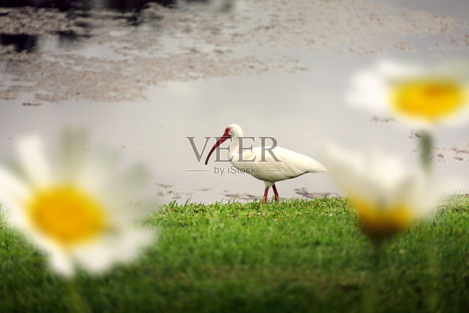 热带水鸟白鹮在湖边捕食照片摄影图片