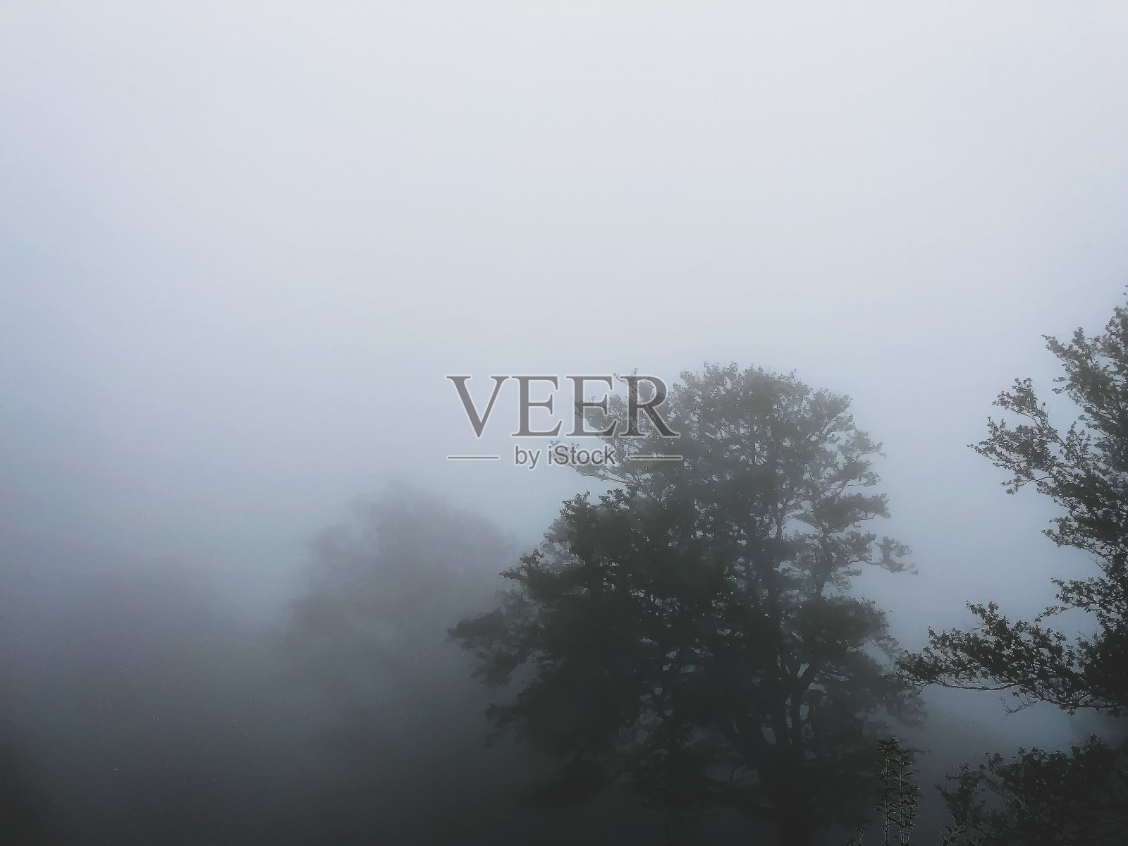 德国有雾的黑森林。照片摄影图片