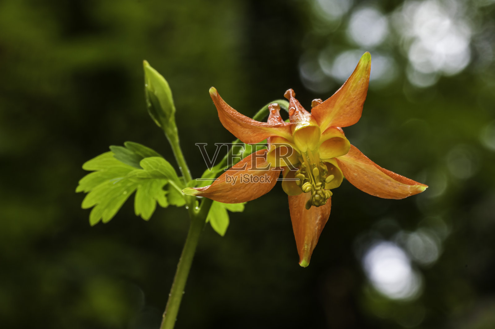 西科伦拜恩、福尔摩沙、北加州海岸的云顿州立公园;家庭毛茛科分类。深红耧斗菜或红耧斗菜。照片摄影图片