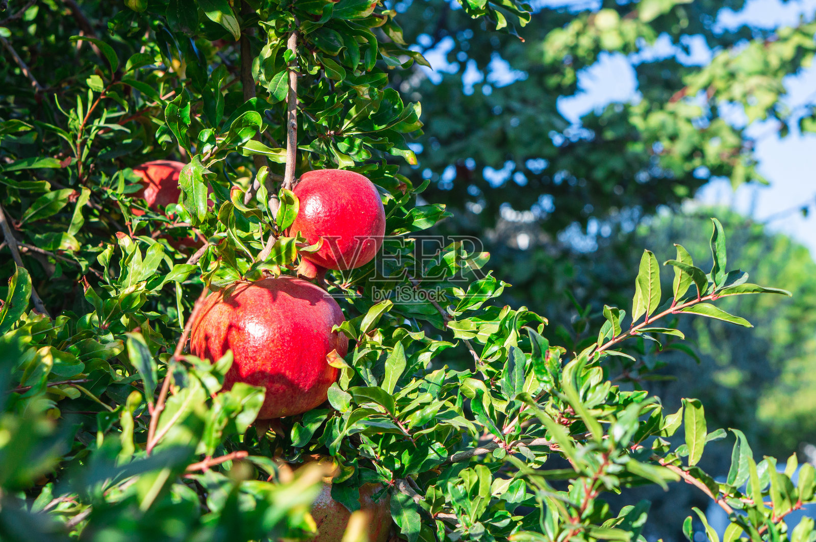 成熟的石榴果实在树枝上照片摄影图片