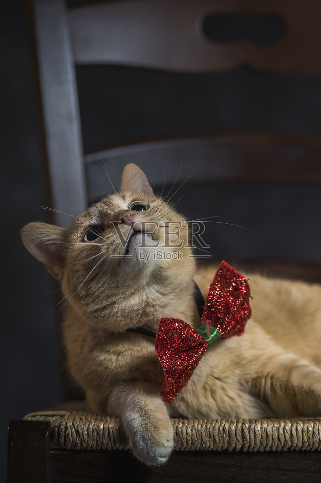 猫的特写肖像照片摄影图片