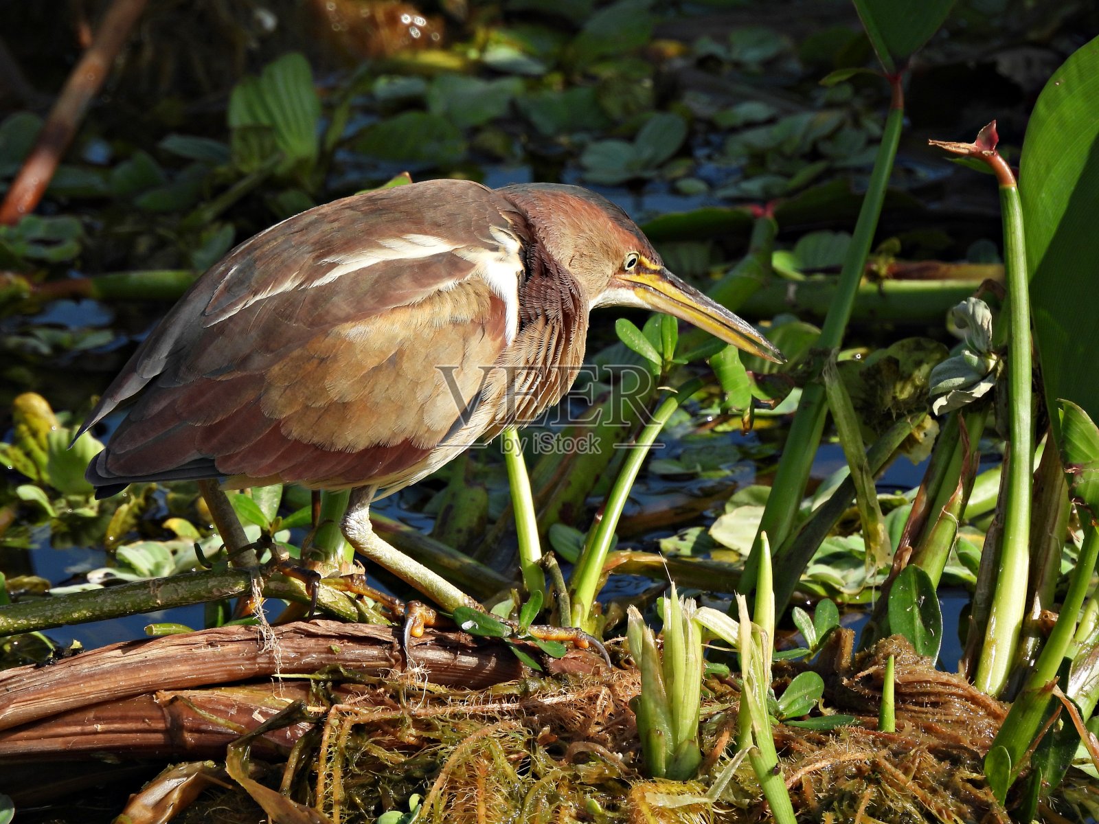 佛罗里达湿地中最小卤水(硬苔藓)照片摄影图片