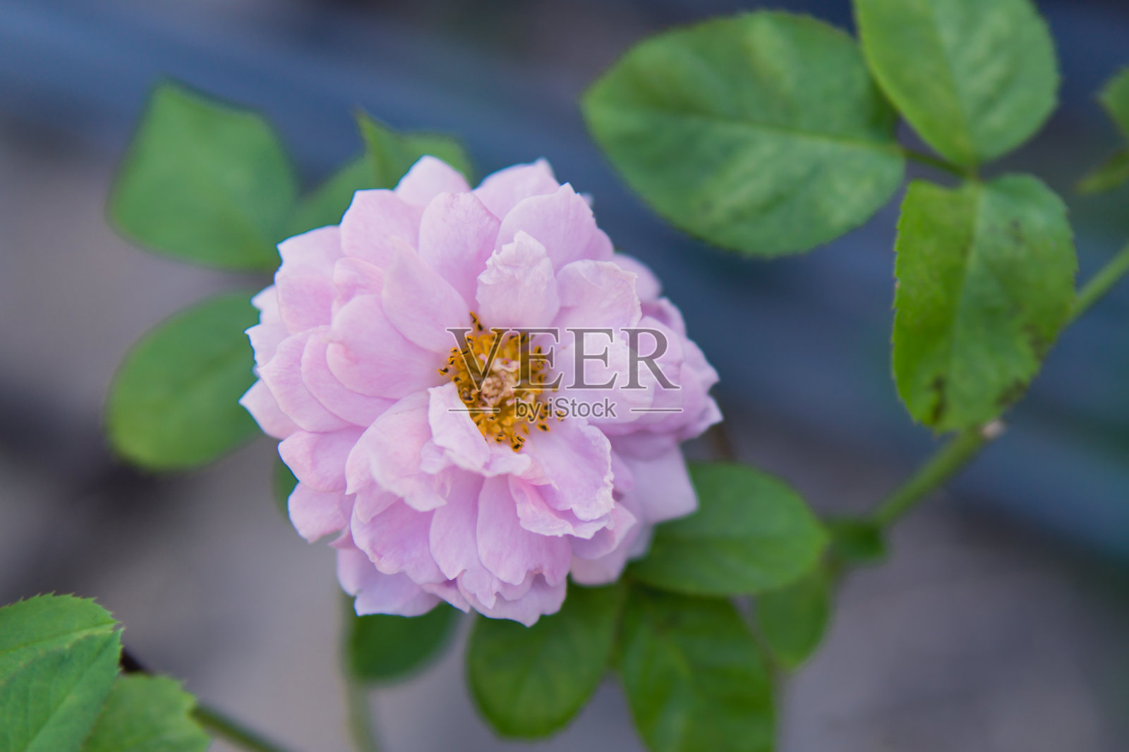 花园里有紫色的玫瑰照片摄影图片