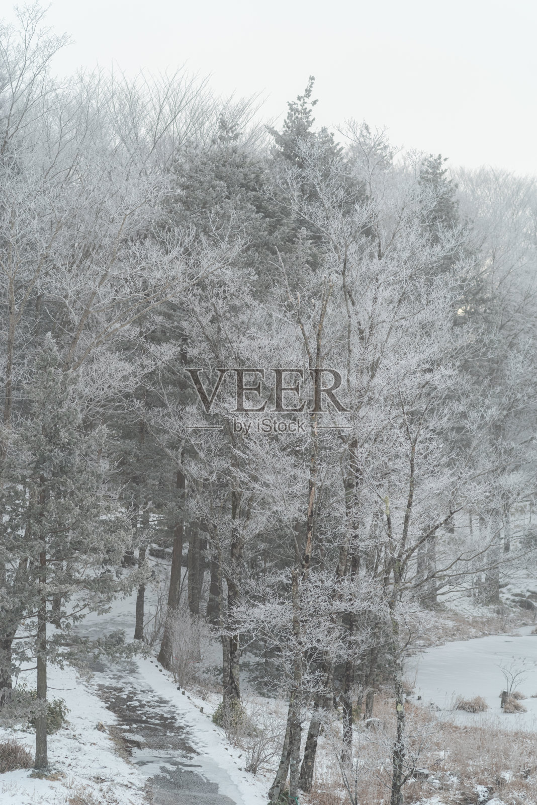 冬天的景色照片摄影图片