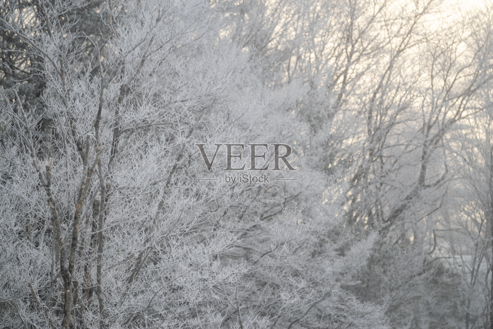 冬天的景色照片摄影图片