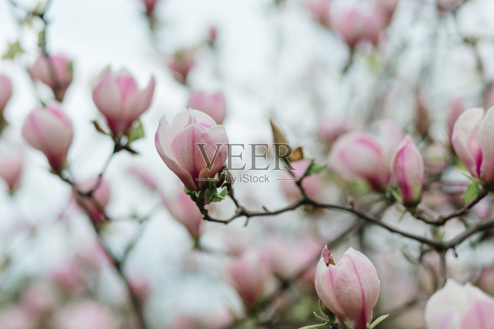 粉红色的玉兰花开花，背景模糊照片摄影图片