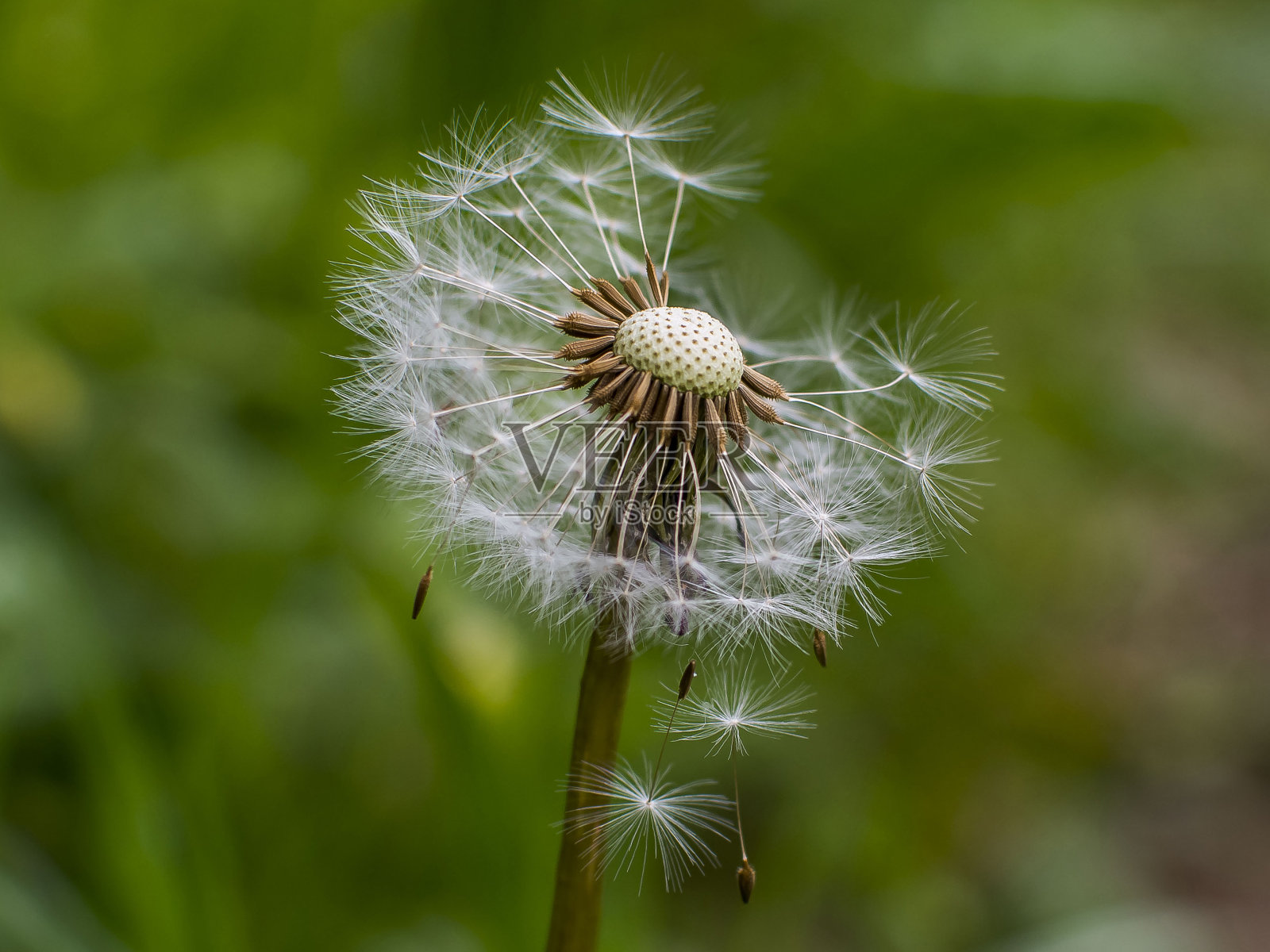 播种蒲公英照片摄影图片