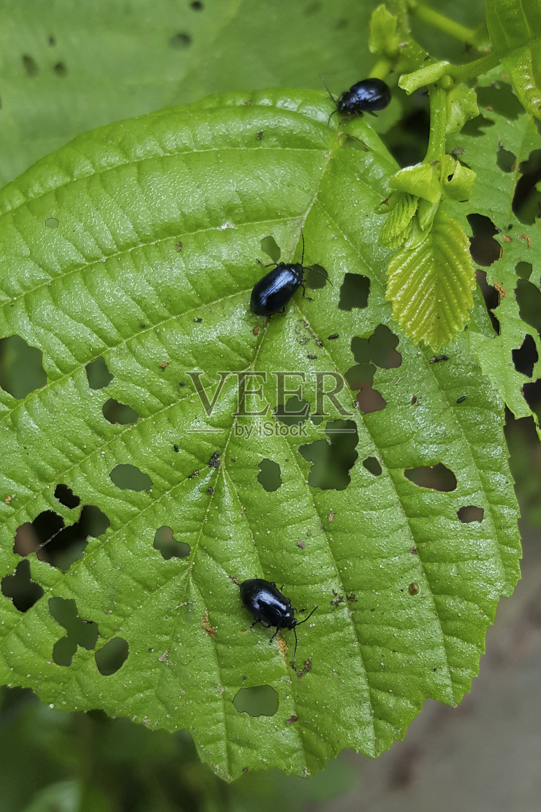 三种赤杨叶甲虫在赤杨叶上照片摄影图片