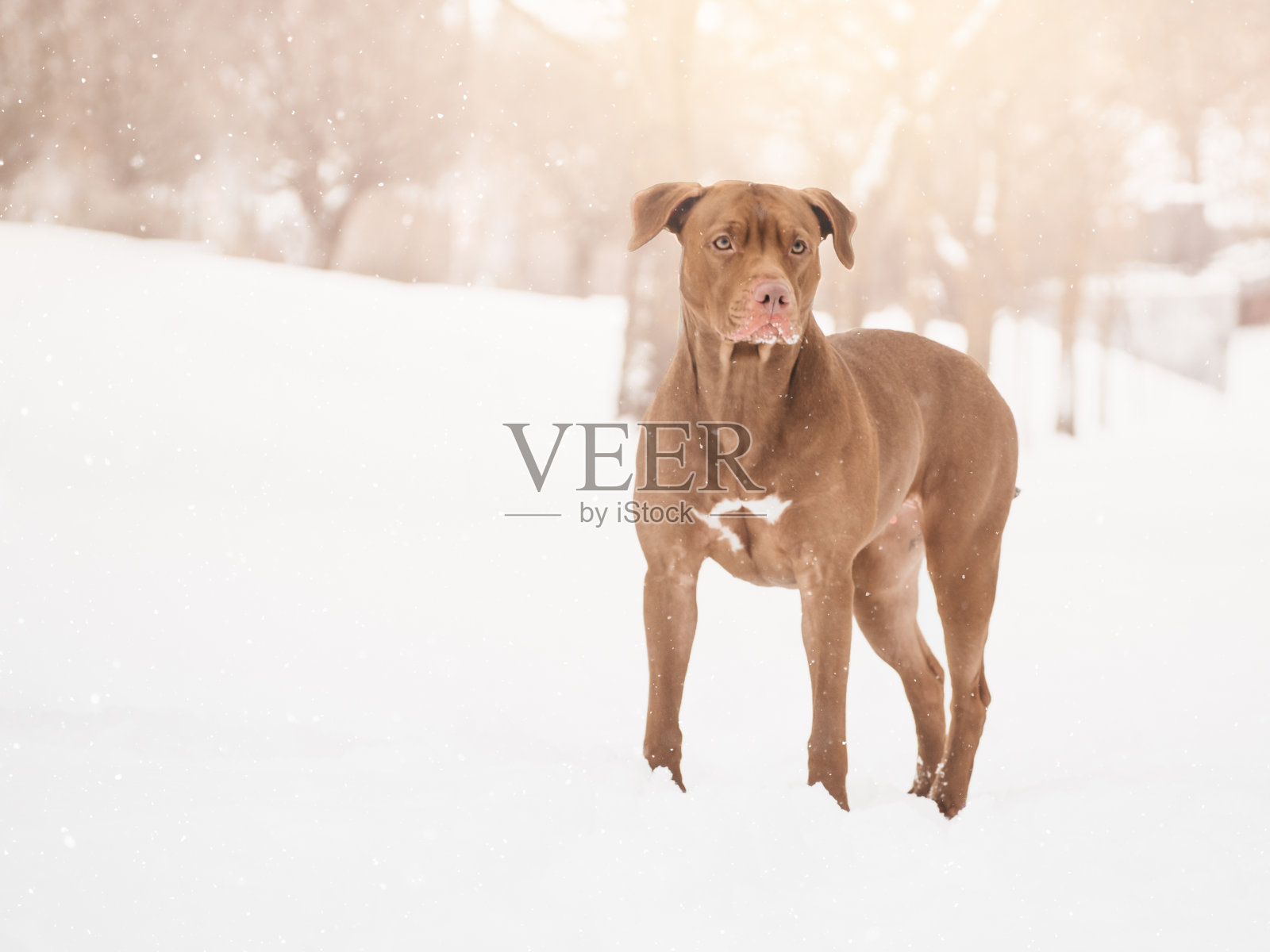 可爱、漂亮的棕色小狗。特写镜头照片摄影图片