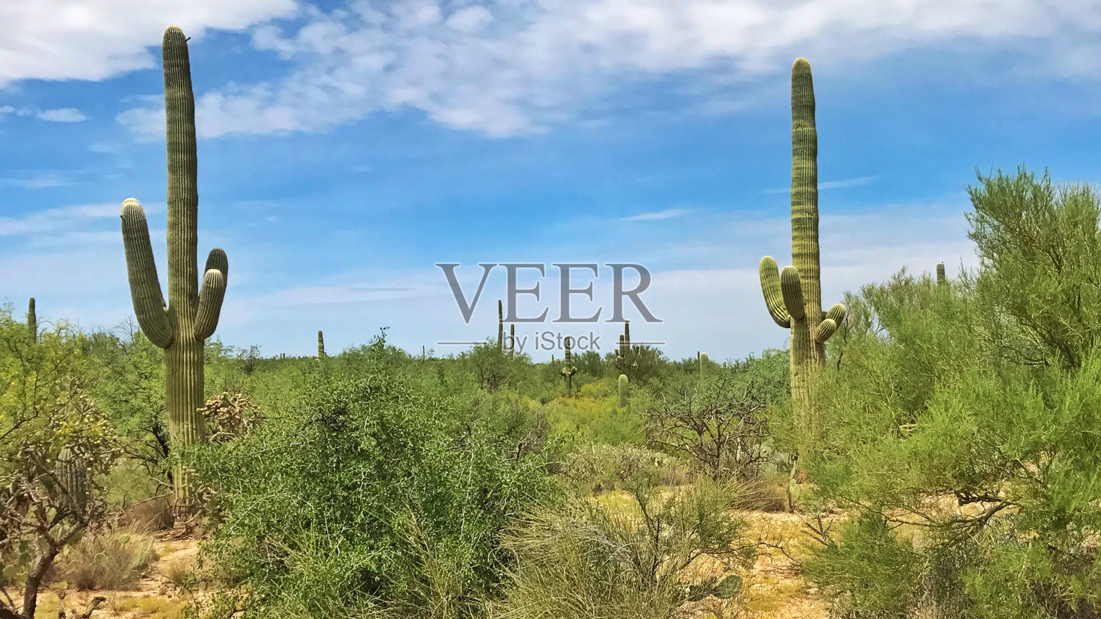 仙人掌在仙人掌国家公园照片摄影图片