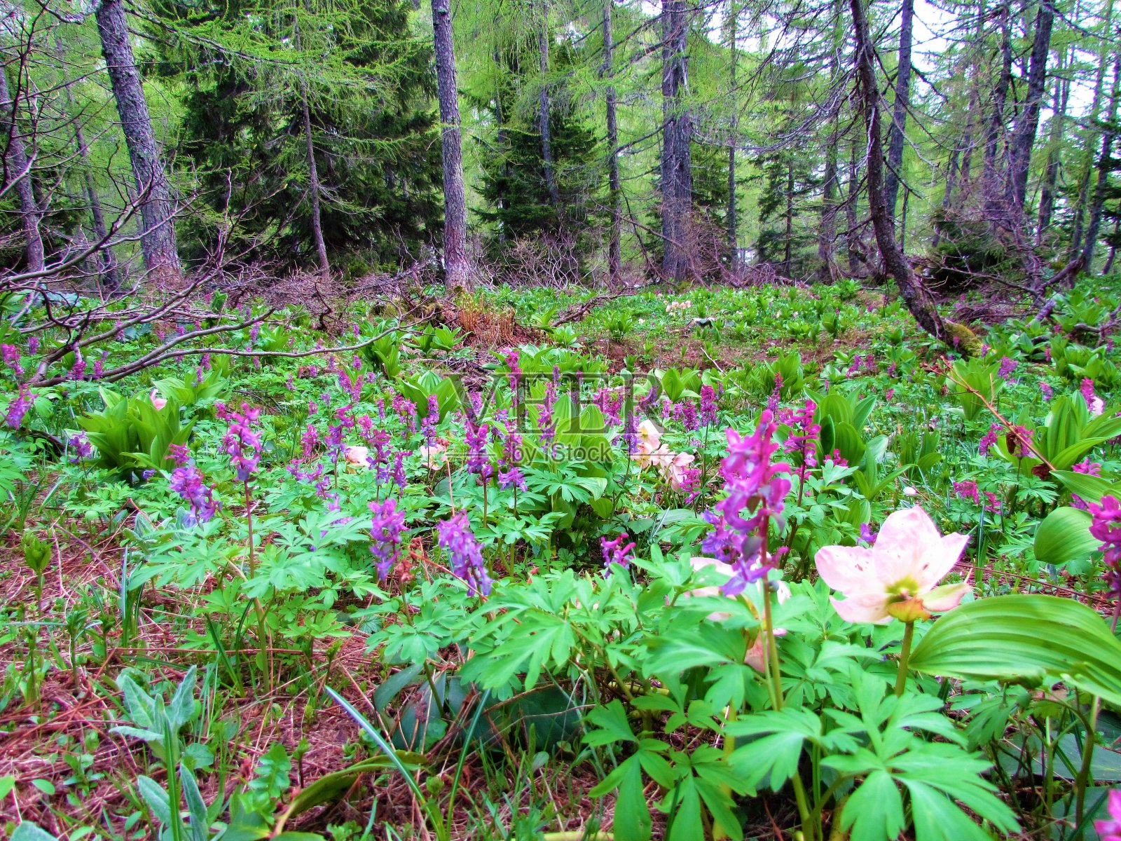 彩色的野生花园与粉红色的空心根(延胡索)花照片摄影图片