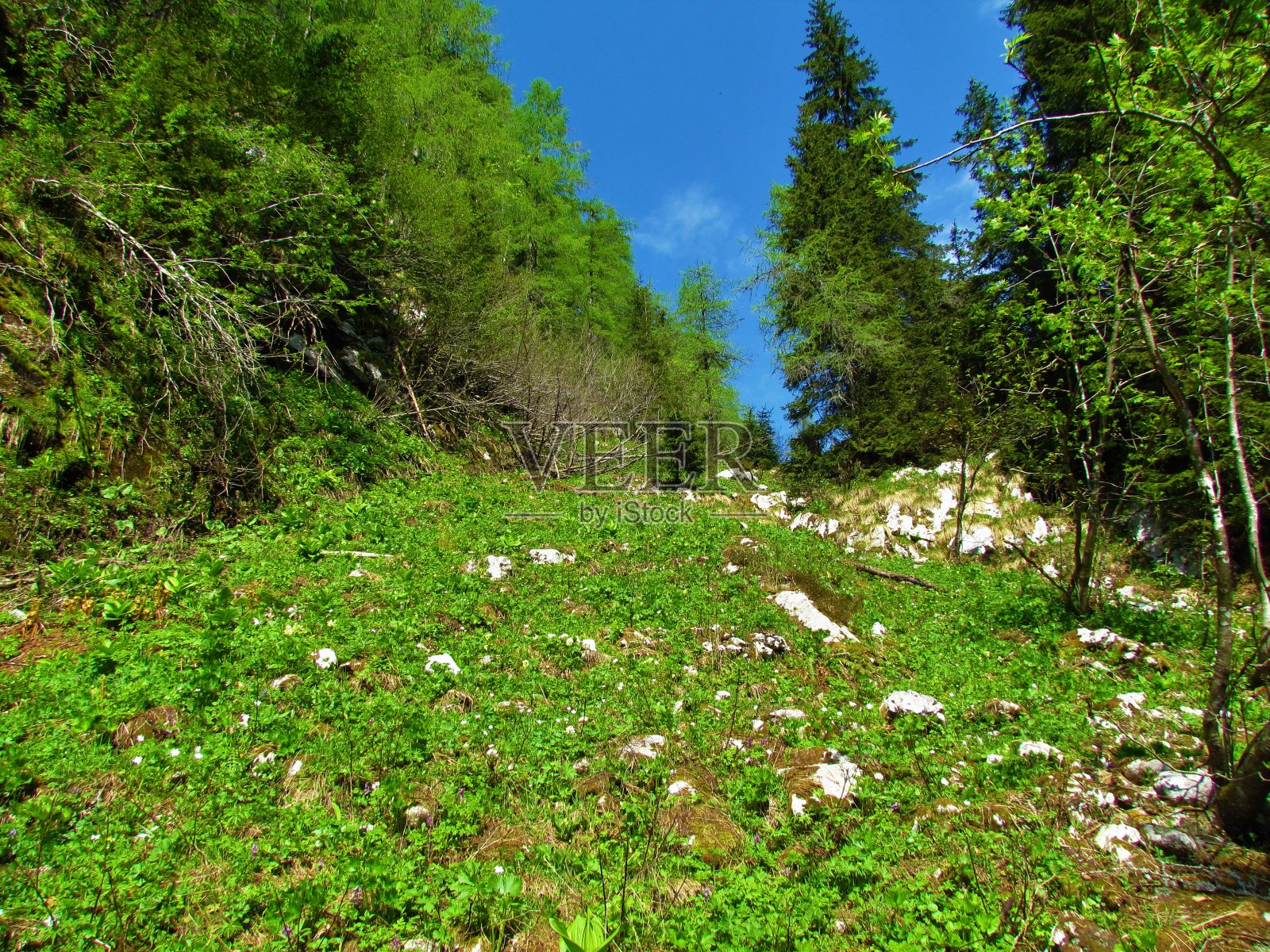 山坡上覆盖着嫩绿的春天植被和落叶松树照片摄影图片