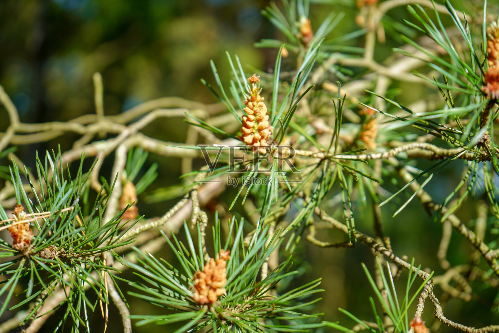 松树花的特写照片摄影图片