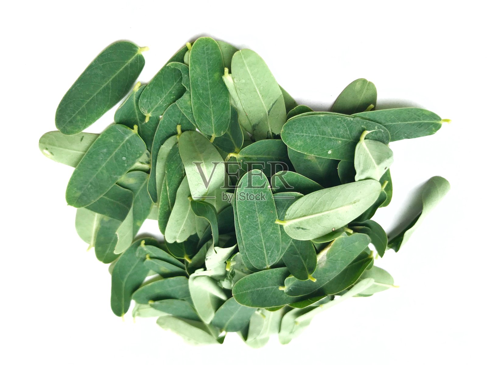 田菁属开大花的叶子照片摄影图片