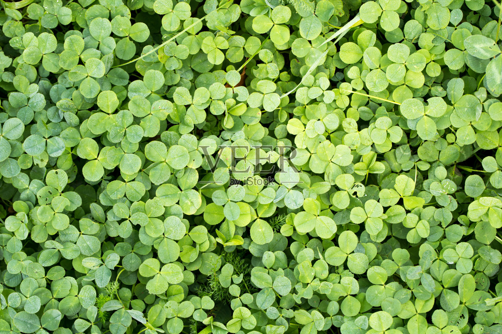 地毯状的绿色植物的嫩叶照片摄影图片