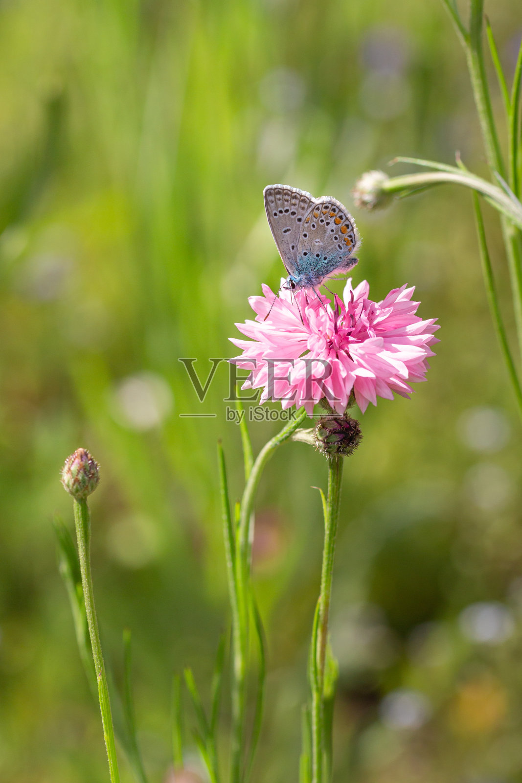 粉红矢车菊(centaurea cyanus)上的普通蓝蝴蝶(polyommatus icarus)在初夏晴天在草地上绽放;生物多样性保护生态系统概念模糊散景背景照片摄影图片