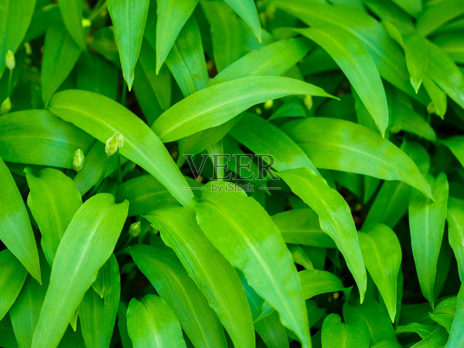 拉姆森在森林里落叶照片摄影图片