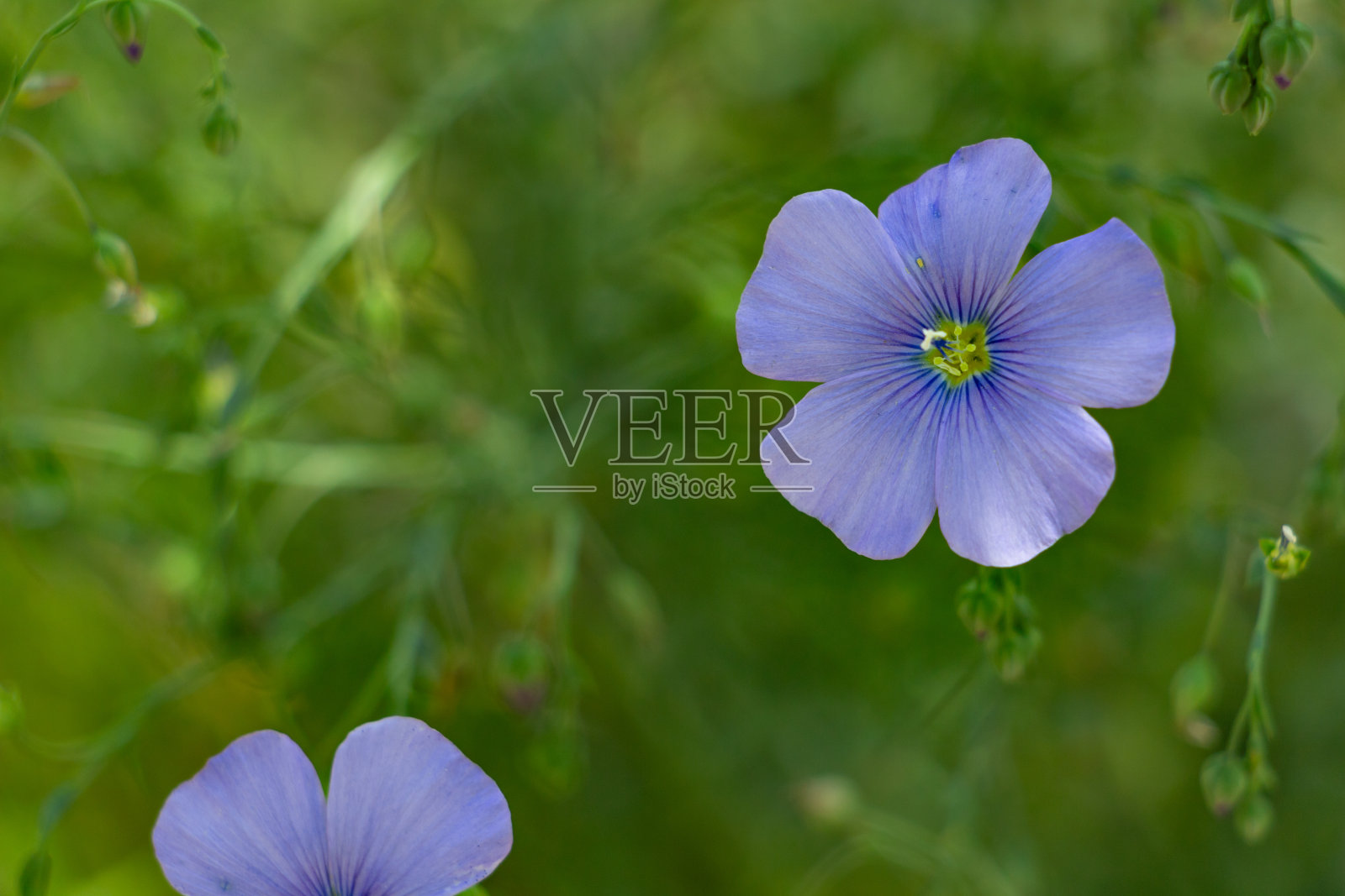 花坛上放着亚麻花，蓝色的花照片摄影图片