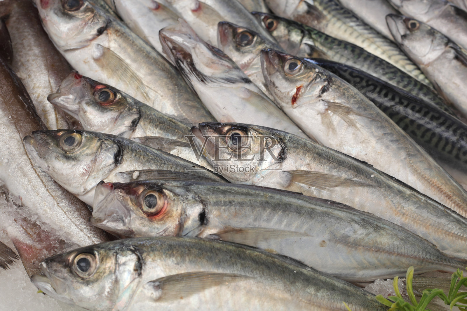 市场上的冰鲭鱼照片摄影图片