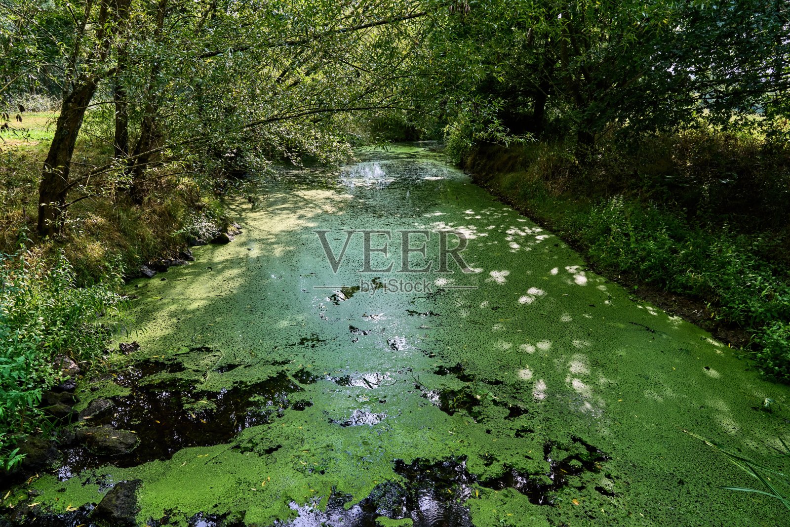 长满浮萍的小魔法水道照片摄影图片