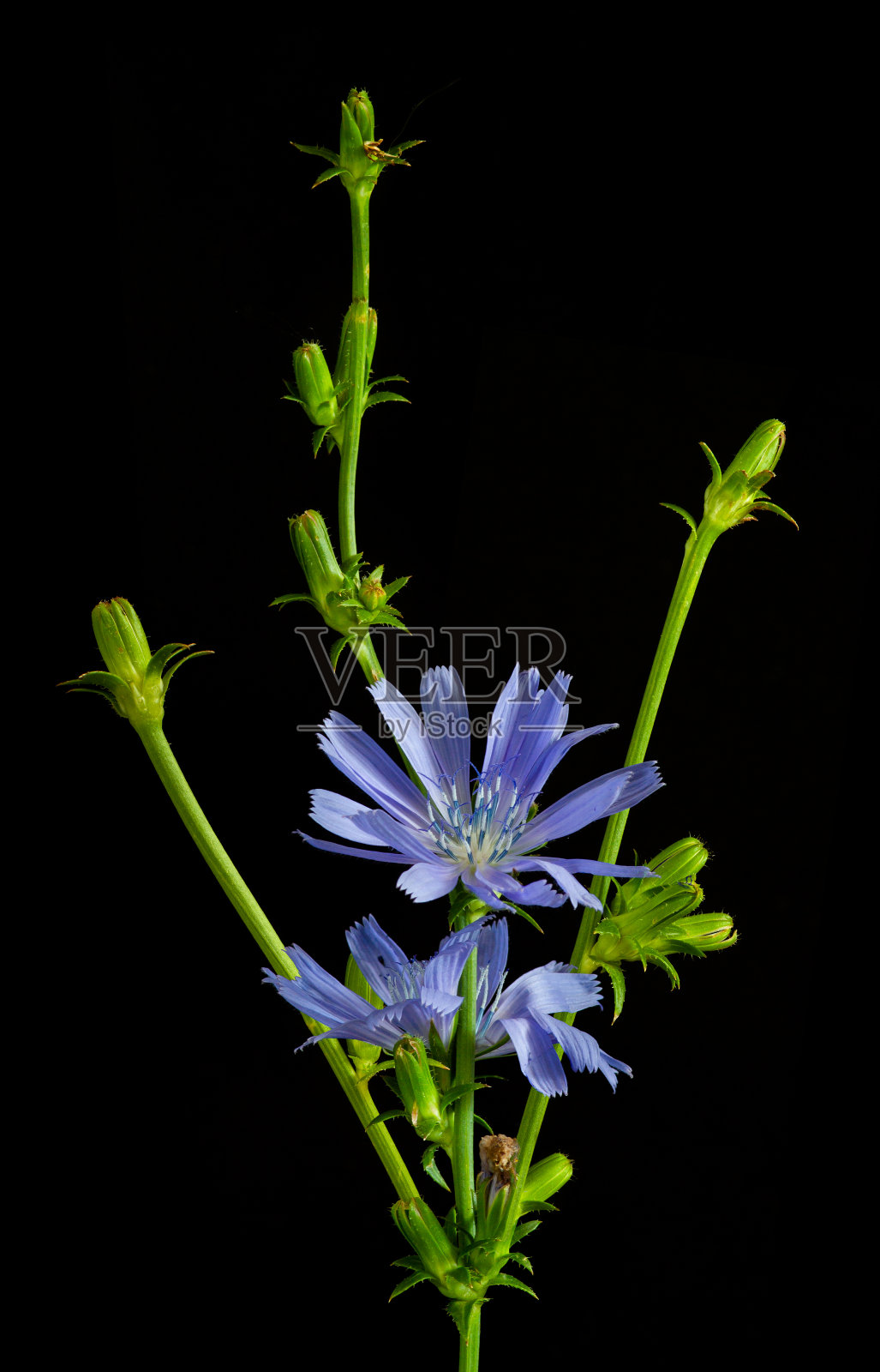 菊苣属植物在黑色的背景照片摄影图片