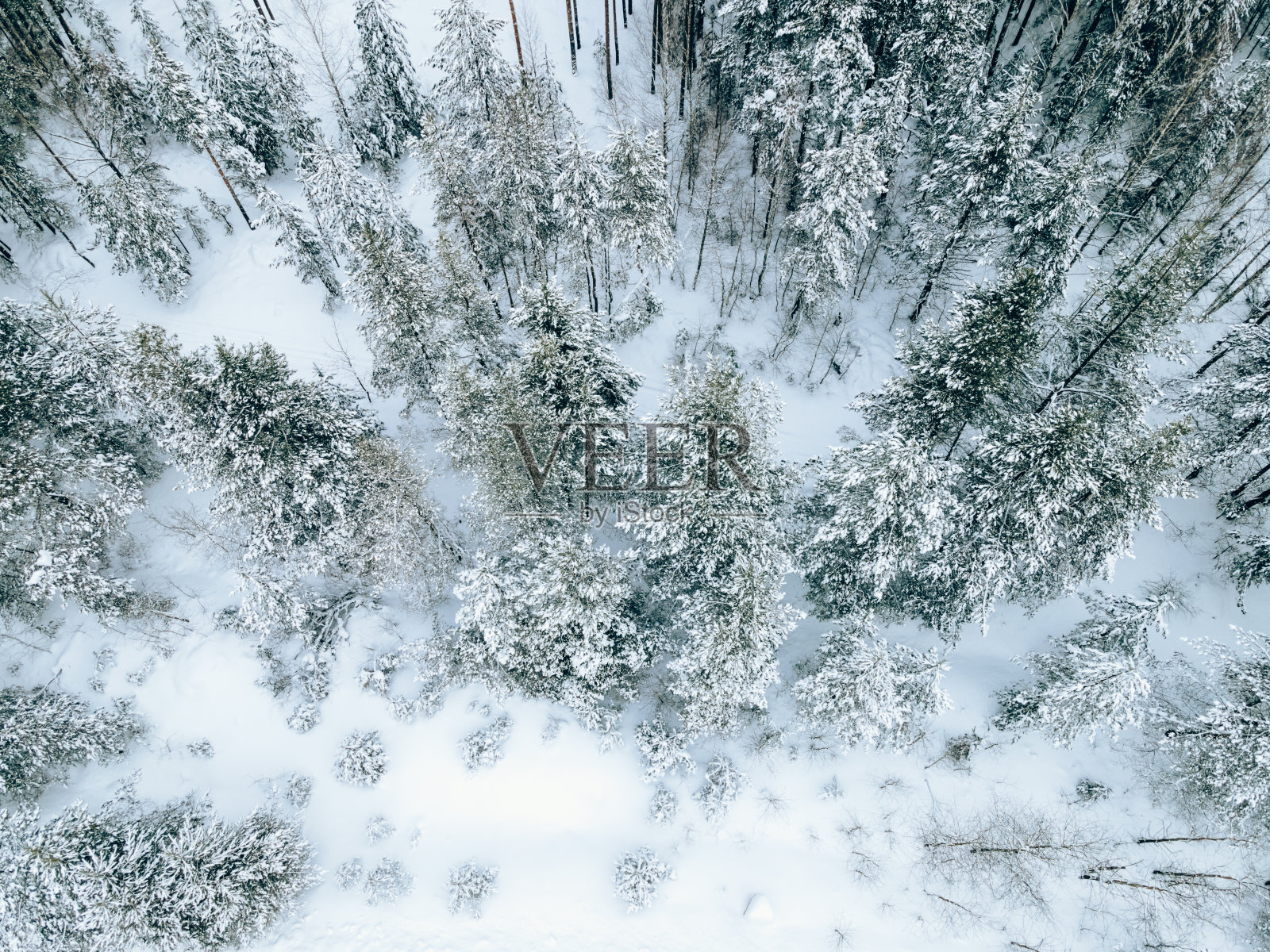 鸟瞰森林照片摄影图片