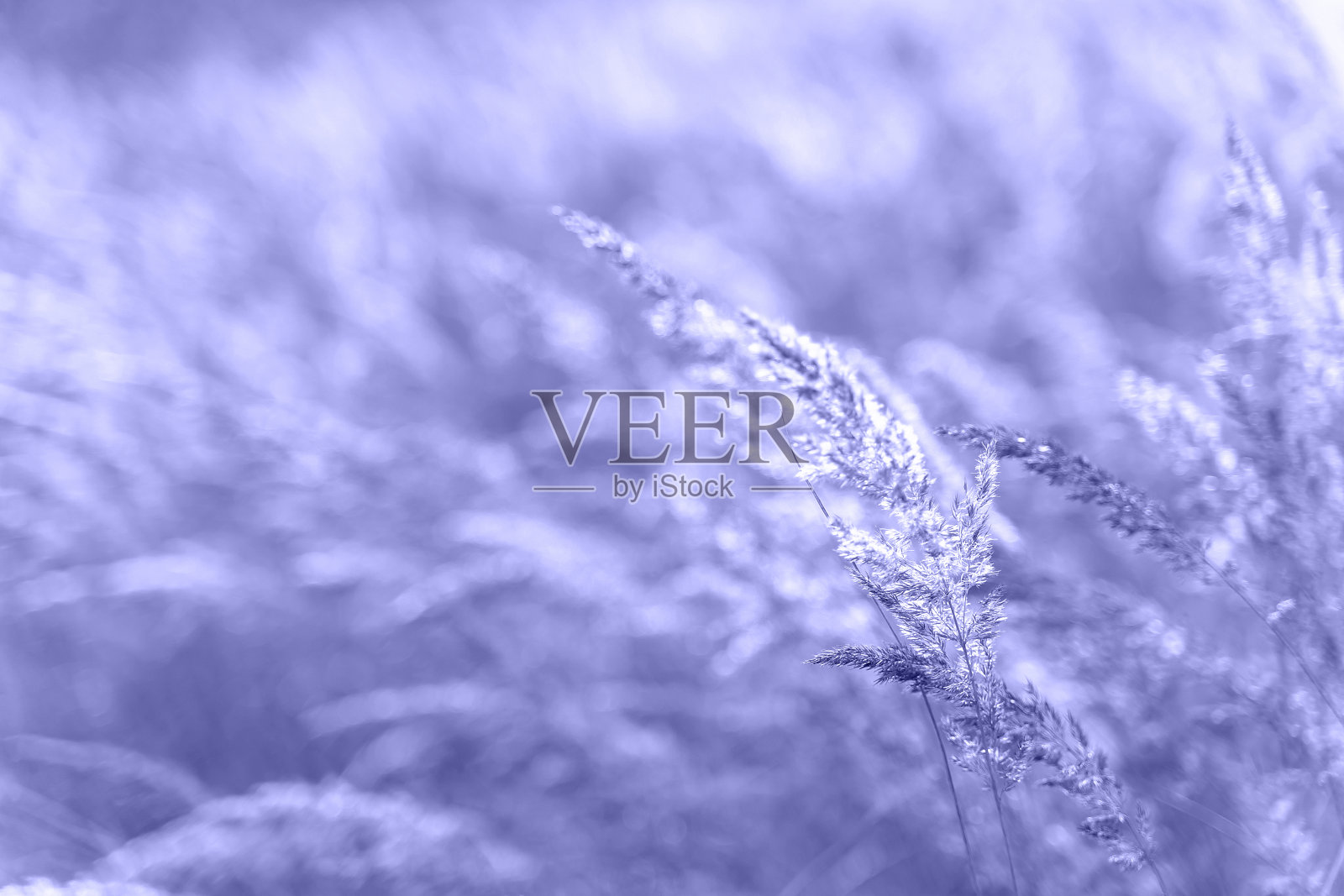 美丽的抽象特写干燥的草地色调流行的颜色2022年。美丽的乡村自然背景景观。照片摄影图片