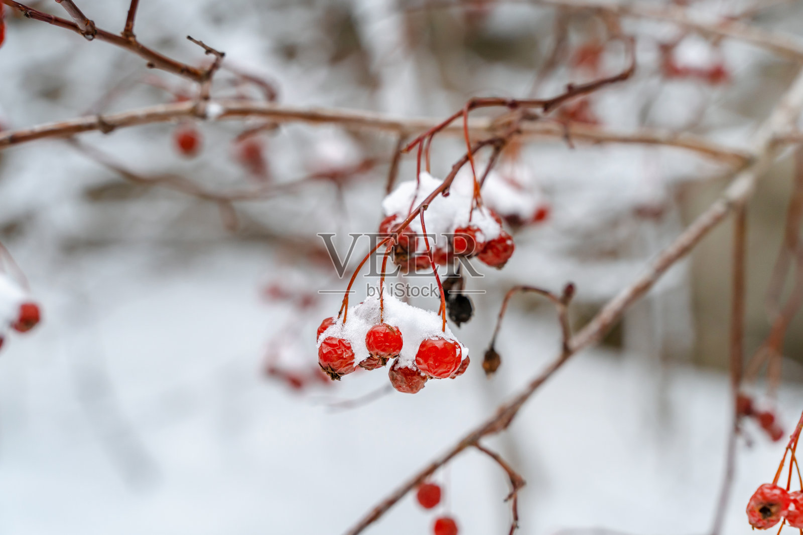 冬季自然背景与浆果在森林与雪照片摄影图片