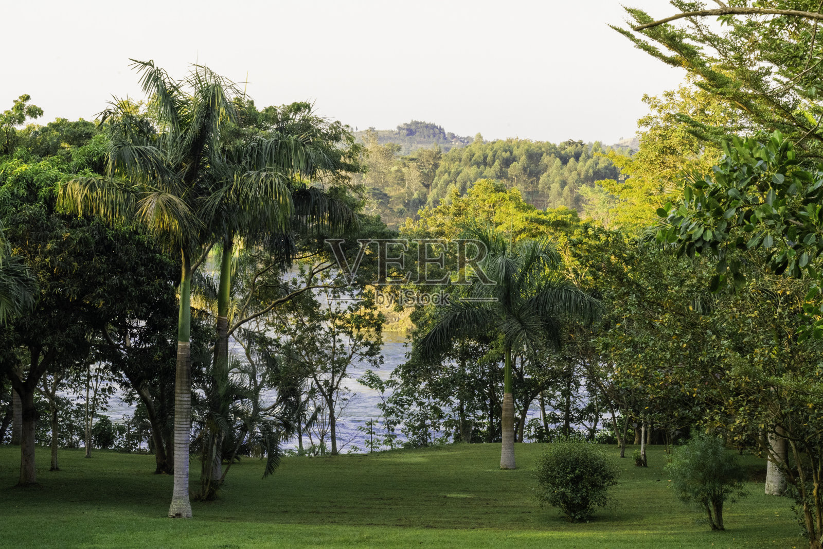 非洲花园的景色照片摄影图片